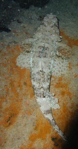 crocodile fish.jpg